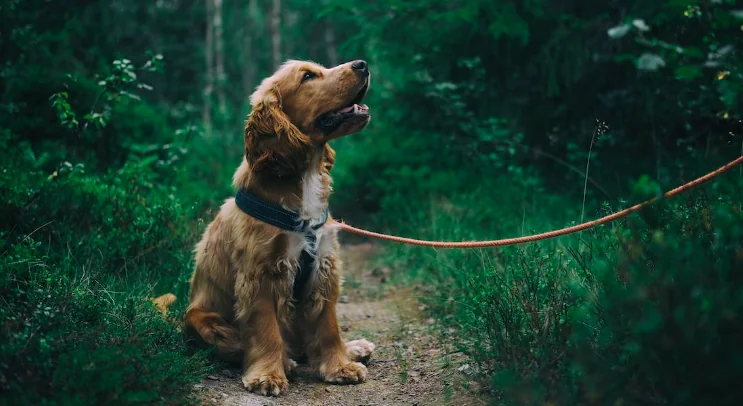 In Italia mille cani rubati ogni anno